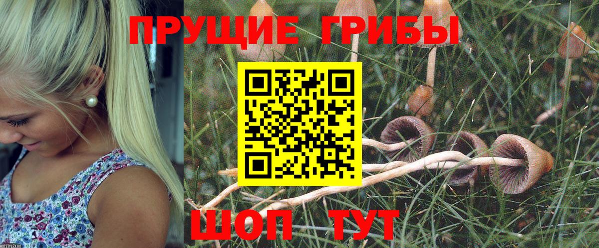Псилоцибиновые грибы Psilocybe Евпатория